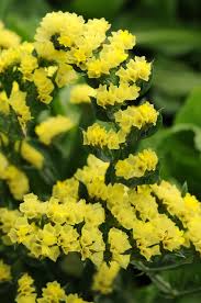 Image result for Limonium