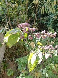 Image result for Pogostemon rogersii