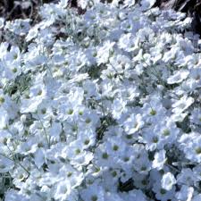 Check spelling or type a new query. Yucca Better Homes Gardens
