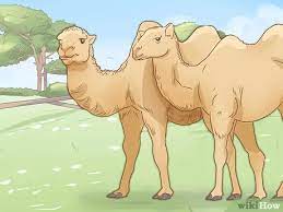 You may have heard that dogs are expensive. How To Care For A Camel With Pictures Wikihow