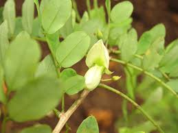 Image result for Ormocarpum