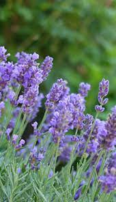 Delicious Lavender Lavender Plant Edible Lavender Lavender Types