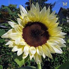 Pin On Sunflowers
