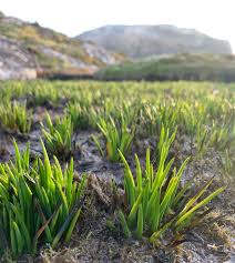 Image result for Isoetaceae