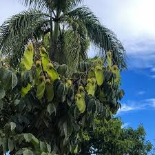 Image result for Centrolobium robustum