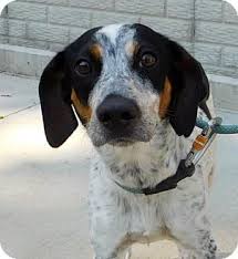Pet grooming in lafayette, la. 19 Best Dogs For Adoption In Lafayette Indiana Ideas Lafayette Indiana Dogs Adoption