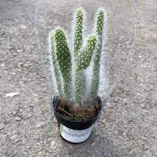 This content may contain affiliate links. Prickly Pear Snow Cactus Opuntia Snow Tropicals Houseplants Cochrane Garden Center