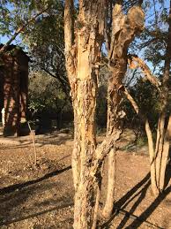 Image result for Acacia amythethophylla