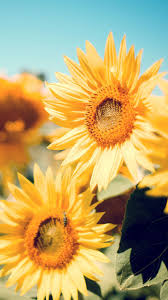 Sunflower Iphone Wallpapers Top Free Sunflower Iphone Backgrounds Wallpaperaccess They've been culled and curated from sites like tumblr and pinterest, where this sort of thing is in steady supply. sunflower iphone wallpapers top free