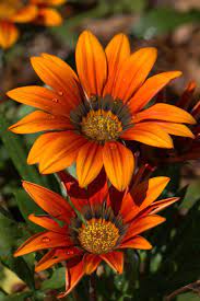 Gazania New Day Bronze Shades Beautiful Flowers Plants Pretty Flowers