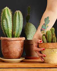 For cactus replication, carefully separate the new plant from the root and place it in the new pot before time passes. What Does It Mean If Someone Gives You A Cactus Succulent City