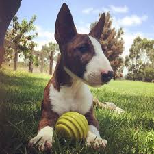 Bull Terrier Ingles Chass Toutous Bull Terrier Animaux