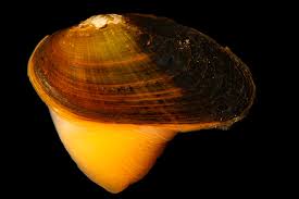 Image result for Kedrostis abdallai