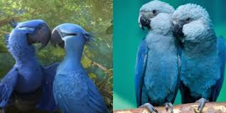 Blue Bird From Rio Movie Now Extinct In The Wild Blue Macaw Macaw Parrot Macaw