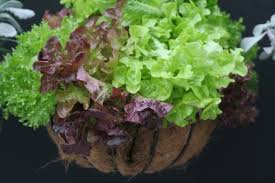 To plant the butter lettuce directly outdoors, begin when the soil is able to be worked in the early spring. Grow Your Own Lettuces Organic Gardener Magazine Australia