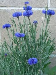 Bachelor buttons (centaurea cyanus ), also called cornflower or bluebottle, is an annual flowering plant in the family asteraceae, native to europe. Bachelor S Buttons Blue Boy Bachelor Buttons Plants Garden Borders