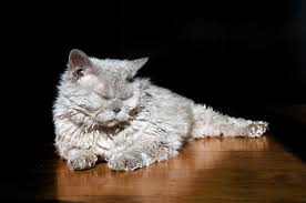 The rex gene produces curly whiskers and waves in the coat. Cat Breeds With Wavy Hair List With Photos