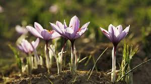 Saffron Crocus Which Is Best Known For Producing The Red Gold Spice Saffron Plays A Significant Role In Iran The E Saffron Crocus Red Gold Persian Cuisine