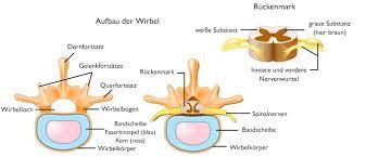 Spinalkanalstenose Das Hilft Bei Einengung Des Wirbelkanals Liebscher Bracht