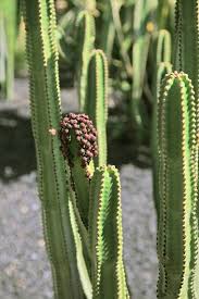 Maybe you would like to learn more about one of these? Euphorbia Canariensis Canary Island Spurge Buy Seeds At Rarepalmseeds Com