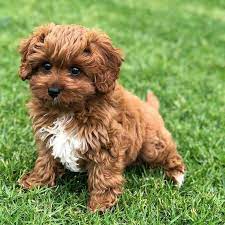 Cavapoo Puppies Full Grown Cavapoo Puppies For Sale Cavapoo Puppies Red Cavapoo Puppies Brown Cavapoo Puppi Cavapoo Puppies Cute Baby Animals Cute Animals