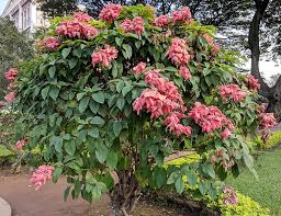 Image result for Mussaenda