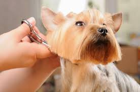 Maybe you would like to learn more about one of these? Pet Grooming At Posh Petz Kitz Katz