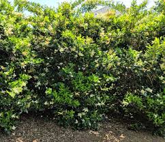 Check spelling or type a new query. Wax Leaf Ligustrum For Sale Compare Best Prices Top Rated Nurseries