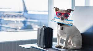 Check spelling or type a new query. Pet Transport Ireland Pet Express Transport Services