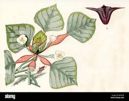 Image result for Trapa natans