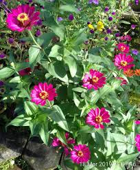 Bunga zinnia yang lebih dikenal dengan sebutan kembang kertas di indonesia memiliki banyak varian. Bunga Zinnia Kebunpedia