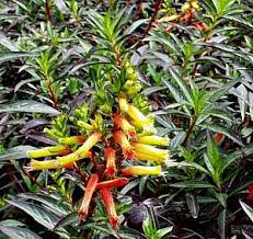 Image result for Micrococca capensis