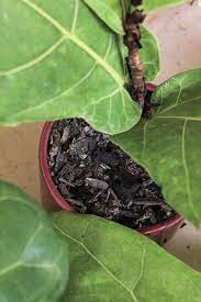 The original fiddle leaf fig plant food is specially formulated to provide optimal nutrition with no easy to use with no mixing or mess by diluting 1 teaspoon in 2 cups of water, fiddle leaf fig plant made specifically for fiddle leaf figs our plant food will help guide your plants to a longer. Guide To Fiddle Leaf Fig Soil Repotting Dossier Blog