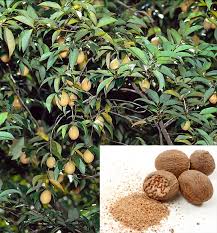 Image result for Myristicaceae