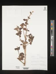 Image result for Leucas deflexa