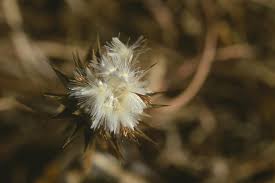 Image result for Macledium zeyheri