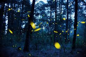 نتیجه جستجوی لغت [fireflies] در گوگل