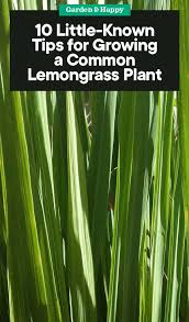 Learn how to grow lemongrass in a pot or in your backyard. 10 Tips For Growing A Common Lemongrass Plant Garden And Happy
