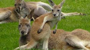 Plus qu'un simple prestataire de formations en langues, kangourou accompagne depuis 20 ans les grandes entreprises et pme dans leurs stratégies à. Le Parc Australien Guide Tourisme A Narbonne Languedoc Roussillon