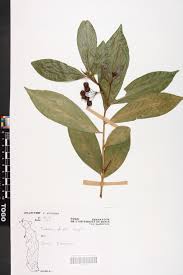 Image result for Peddiea fischeri