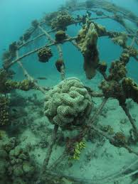 Underwater in minecraft can be dark but due to the bright fluorescent colors of the coral, players should be able to see it really well. Artificial Reefs What Works And What Doesn T