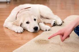 Kopek Tuvalet Egitimi Adim Adim Egitim Loyal Friend