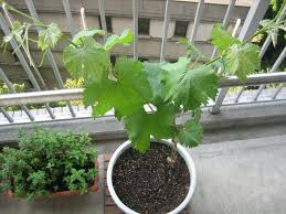 You can thin the bunches next year, cutting the top 1/3 off might help size up the rest. Growing Grapes In Containers How To Grow Grapes In Pots Care Balcony Garden Web