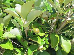 Image result for Manilkara kauki