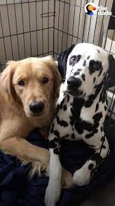 The Dodo Golden Retriever Loves Being An Only Child Until This Puppy Comes Along Facebook