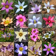 Image result for Romulea