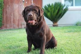 Smith farms labradors breeds top quality, american and english build labradors. Heaven S Kissed Akc English Chocolate Labrador Puppies For Sale In Ontario California Classified Americanlisted Com