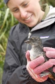 Cassin's Auklet In Trouble
