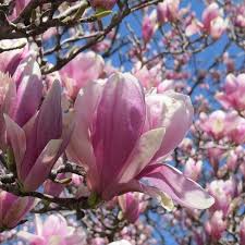 Our spring flowers collection by buttercups and daisies. Magnolia Jane Dwarf Pink Magnolia Trees Shrubs For Sale