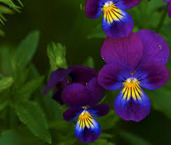 Seaside pansy in flower in the dunes. Viola Tricolor Johnny Jump Up Viola Flower Flowers Johnny Jump Up